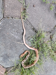 Coelognathus radiatus