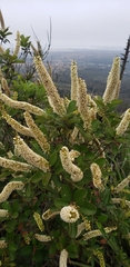 Escallonia pulverulenta