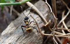 Polyrhachis rufifemur