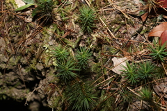 Dawsonia