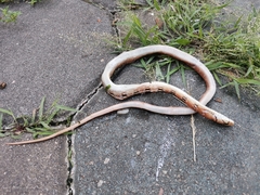 Coelognathus radiatus