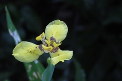 Trimezia martinicensis