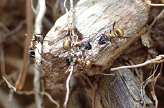 Polyrhachis rufifemur