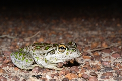 Ranoidea cyclorhynchus