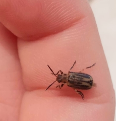 Erynephala subvittata