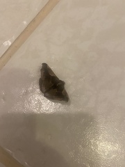 Sphacelodes vulneraria