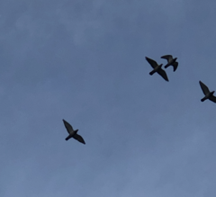 Columba livia