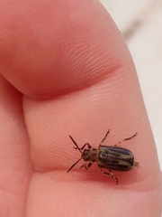 Erynephala subvittata