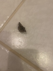 Sphacelodes vulneraria