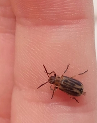 Erynephala subvittata