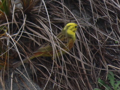 Emberiza citrinella caliginosa