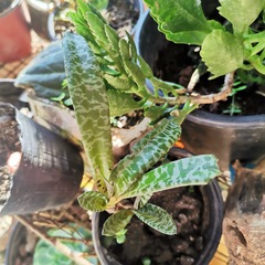 Ledebouria socialis