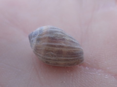 Melampus olivaceus