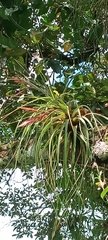 Tillandsia fasciculata