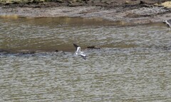 Vanellus resplendens