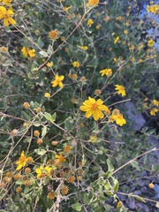 Verbesina encelioides