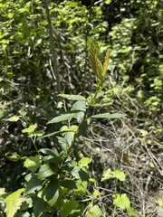Crataegus mexicana