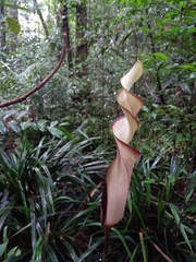 Anaphyllopsis americana