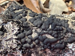 Jackrogersella multiformis