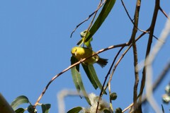 Chlorodrepanis virens wilsoni