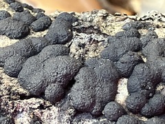 Jackrogersella multiformis