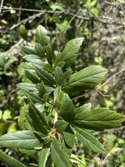 Crataegus mexicana