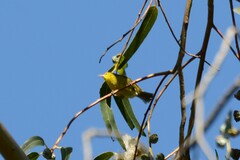 Chlorodrepanis virens wilsoni