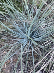 Hesperoyucca