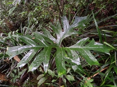 Anaphyllopsis americana