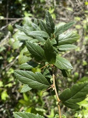 Crataegus mexicana