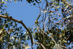Chlorodrepanis virens wilsoni