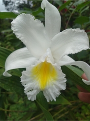 Sobralia