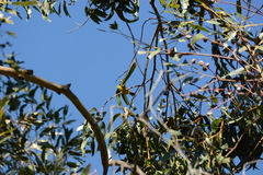 Chlorodrepanis virens wilsoni