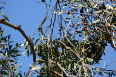 Chlorodrepanis virens wilsoni