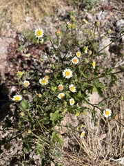 Amauria rotundifolia