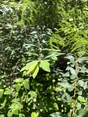 Spiraea cantoniensis