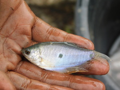 Trichopodus trichopterus