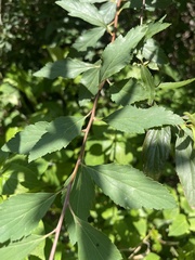 Spiraea cantoniensis