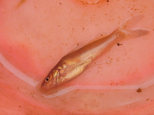 Darkhead catfish (Mystus nigriceps) — Bagridae — 3