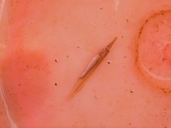 Dermogenys pusilla