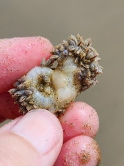 Fiona pinnata