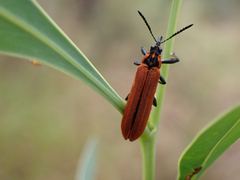 Rhinotia haemoptera