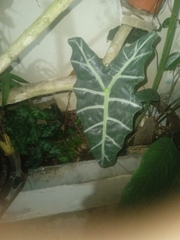 Alocasia amazonica