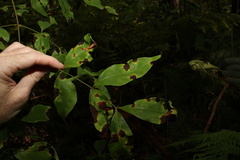 Archidendron grandiflorum
