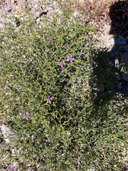 Fagonia laevis