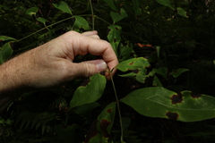 Archidendron grandiflorum