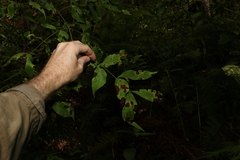 Archidendron grandiflorum