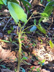 Piper auritum
