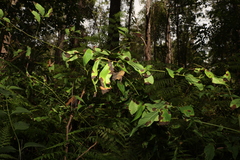 Archidendron grandiflorum