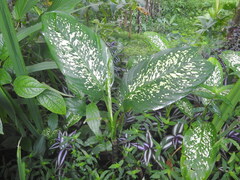 Dieffenbachia seguine
